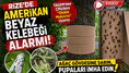 Rize'de Amerikan Beyaz Kelebeği Alarmı! TAGEM'den Çiftçilere "Oluklu Mukavva" Uyarısı