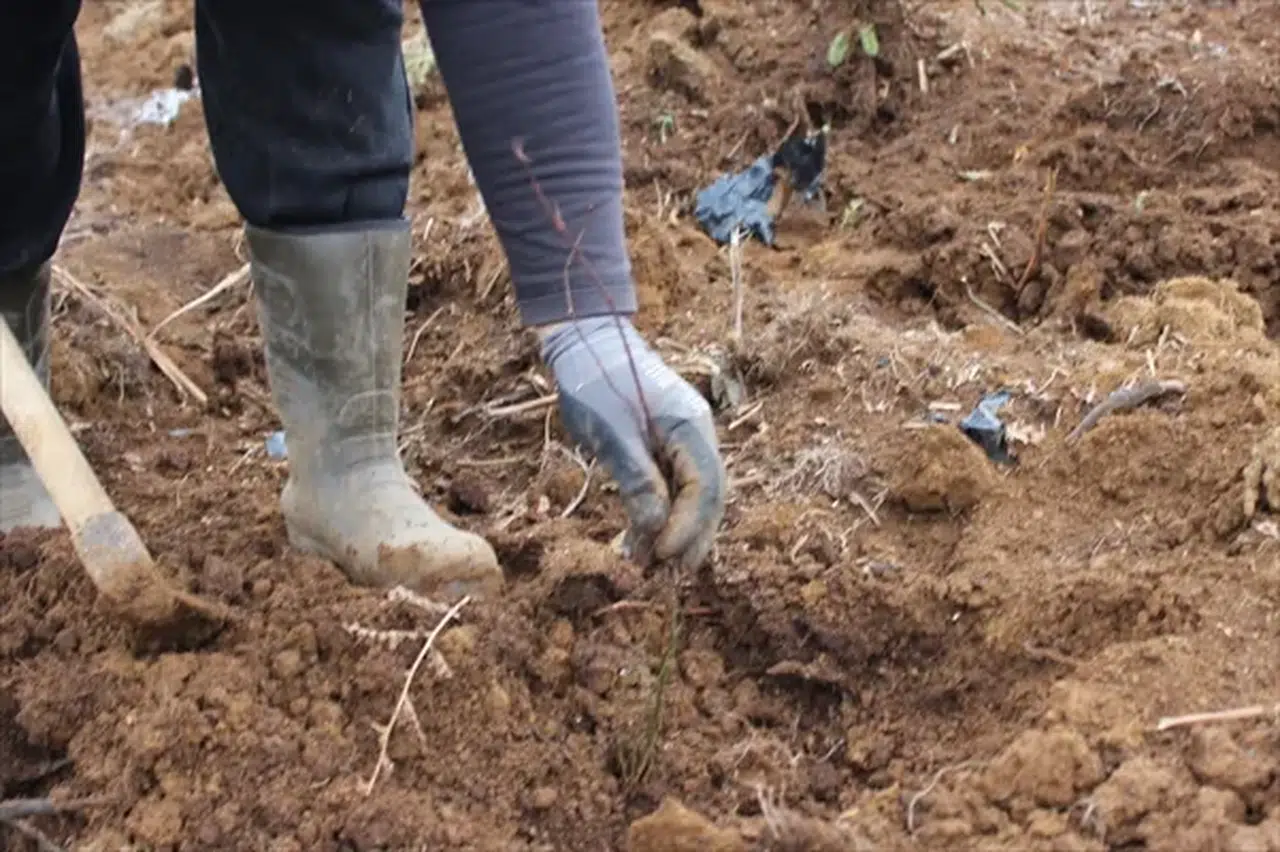 Giresun'da 80 dönüm araziye maviyemiş ve aronya fidanı dikiliyor