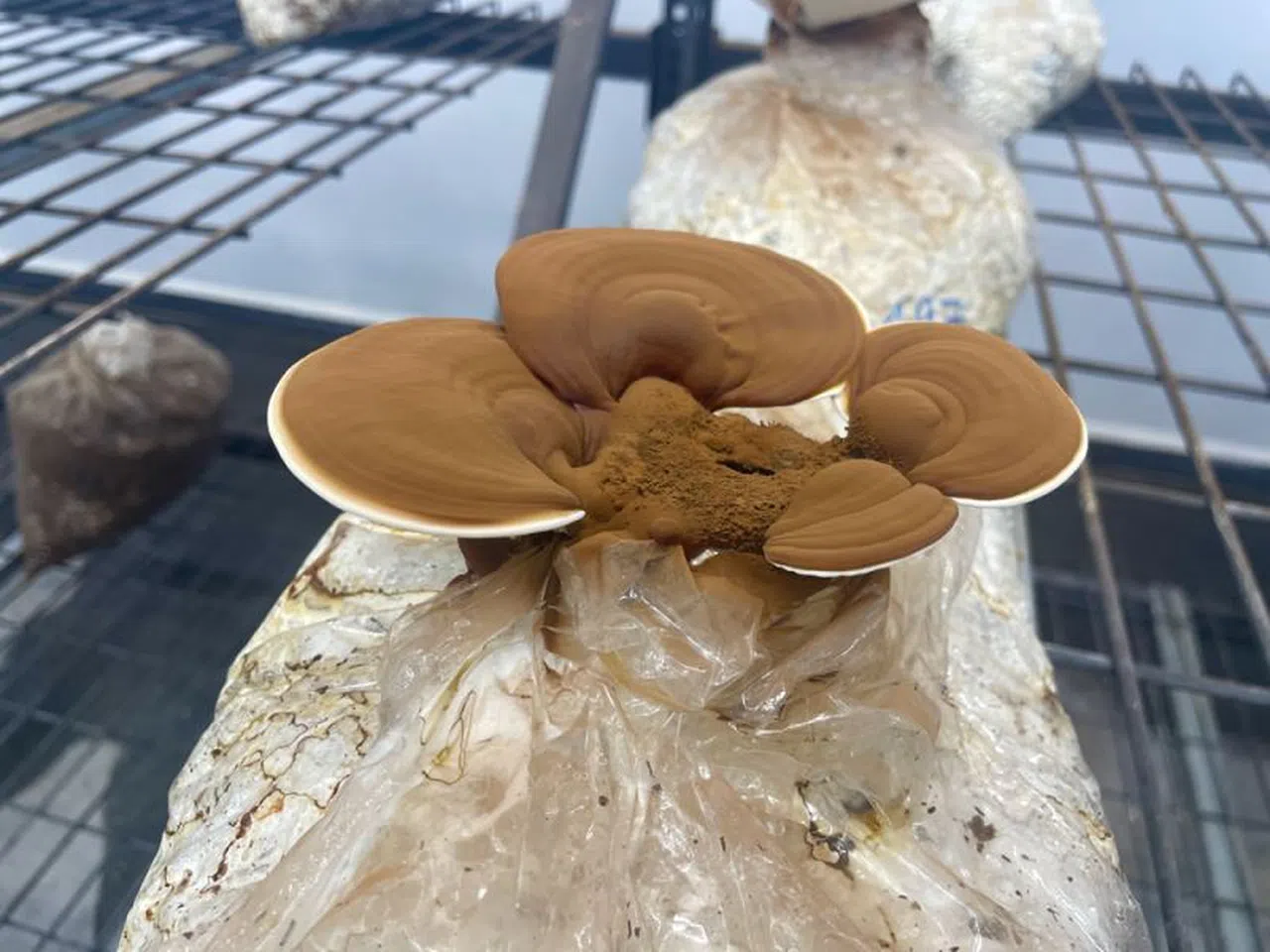 Fındık dalı ve kabuğundan elde edilen kompostla tıpta kullanılan reishi mantarı yetiştirdiler