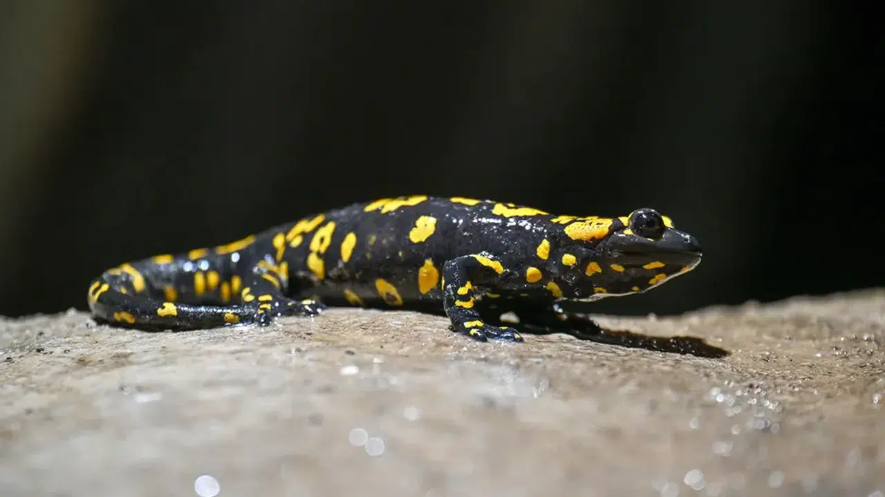 Malatya'da nesli tehlike altındaki "sarı benekli semender" görüldü