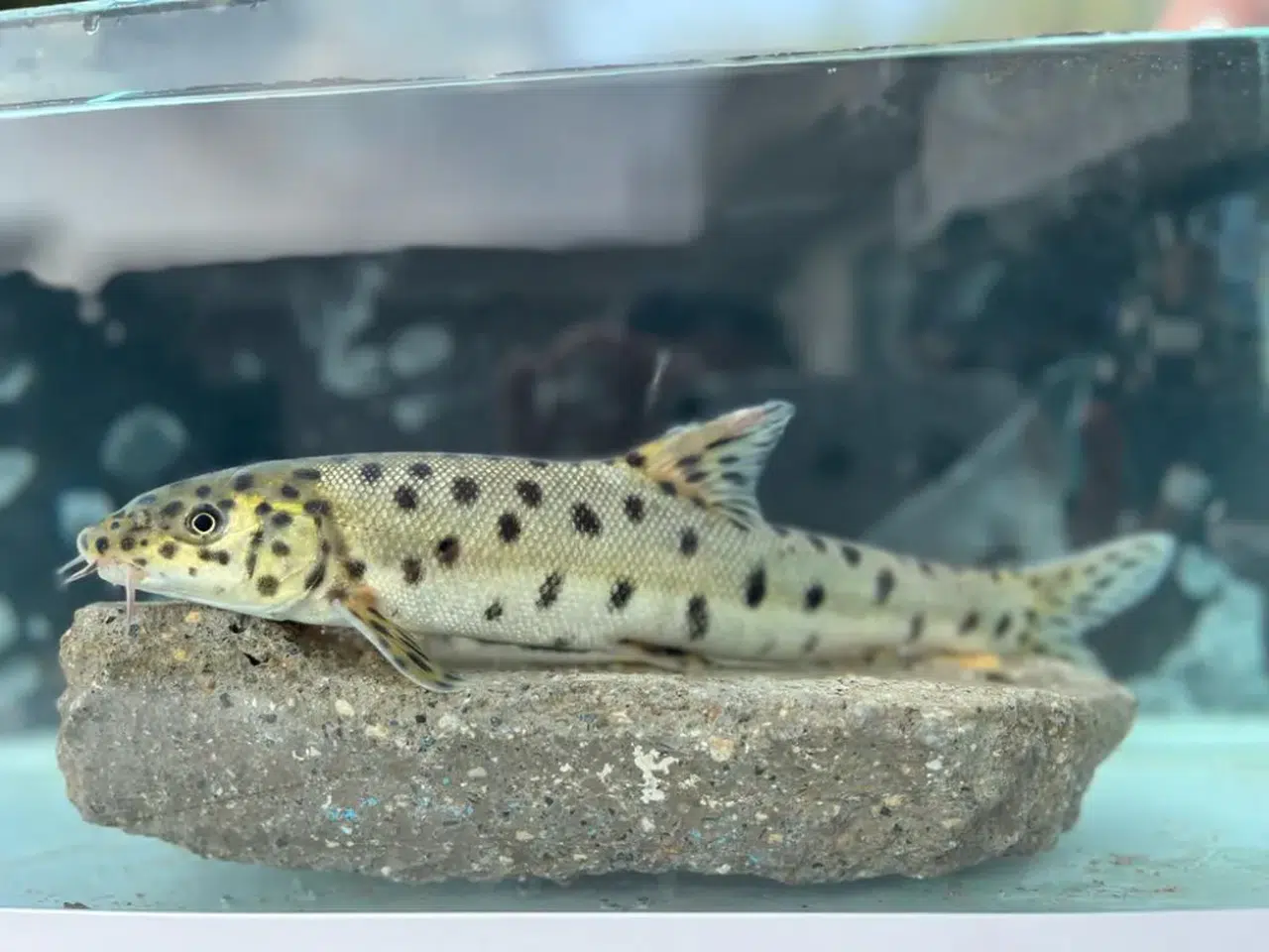 RTEÜ Nesli Tükenme Tehlikesi Atında Olan Leopar Sazanını Yeniden Keşfetti