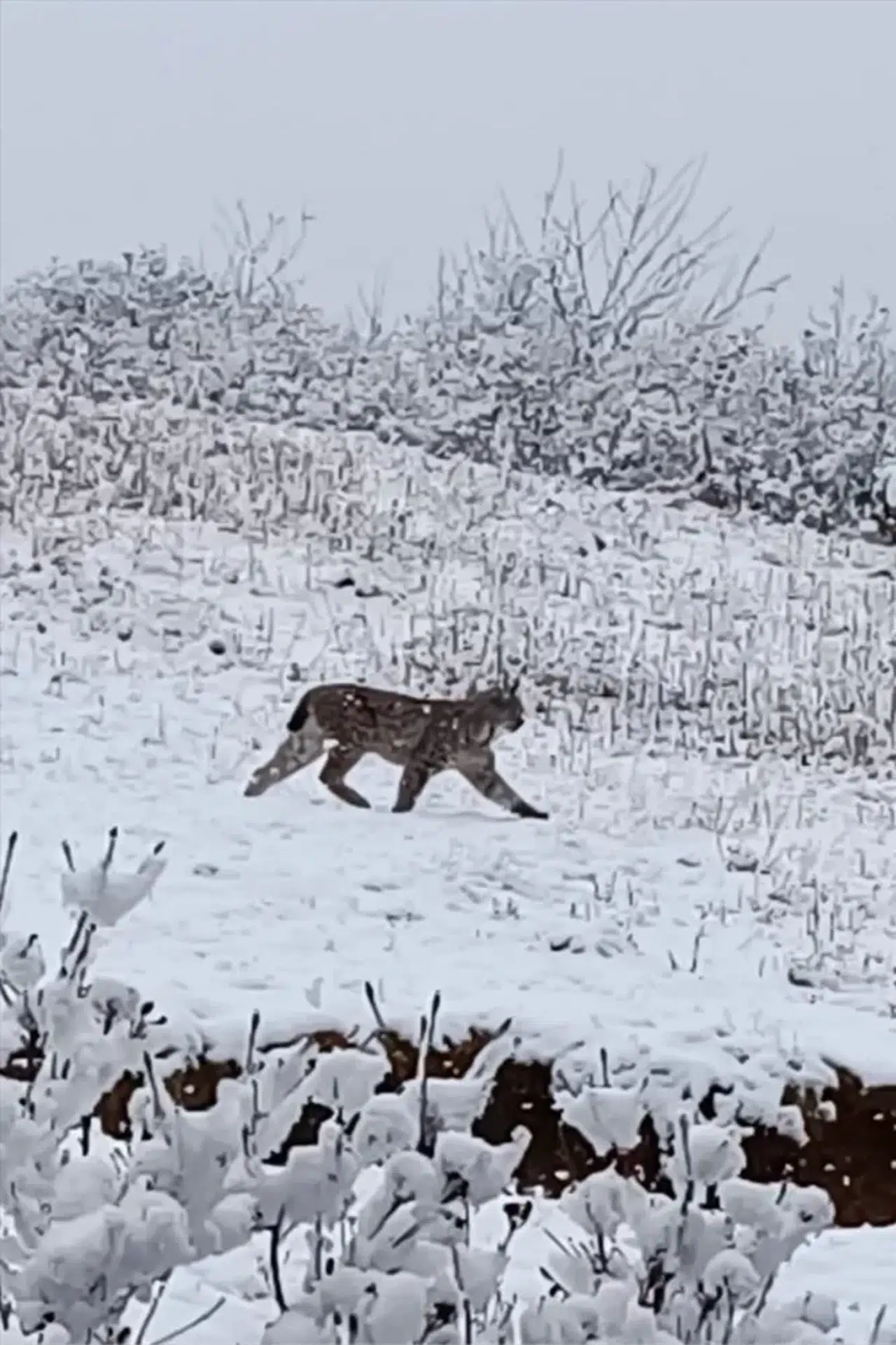 Trabzon'un Of ilçesinde karla kaplı arazide gezen vaşak görüntülendi