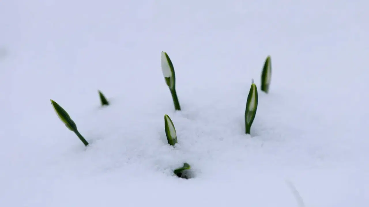 Sakarya'da beyaz örtüyle kaplanan Çam Dağı'nın eteklerini kardelenler süsledi