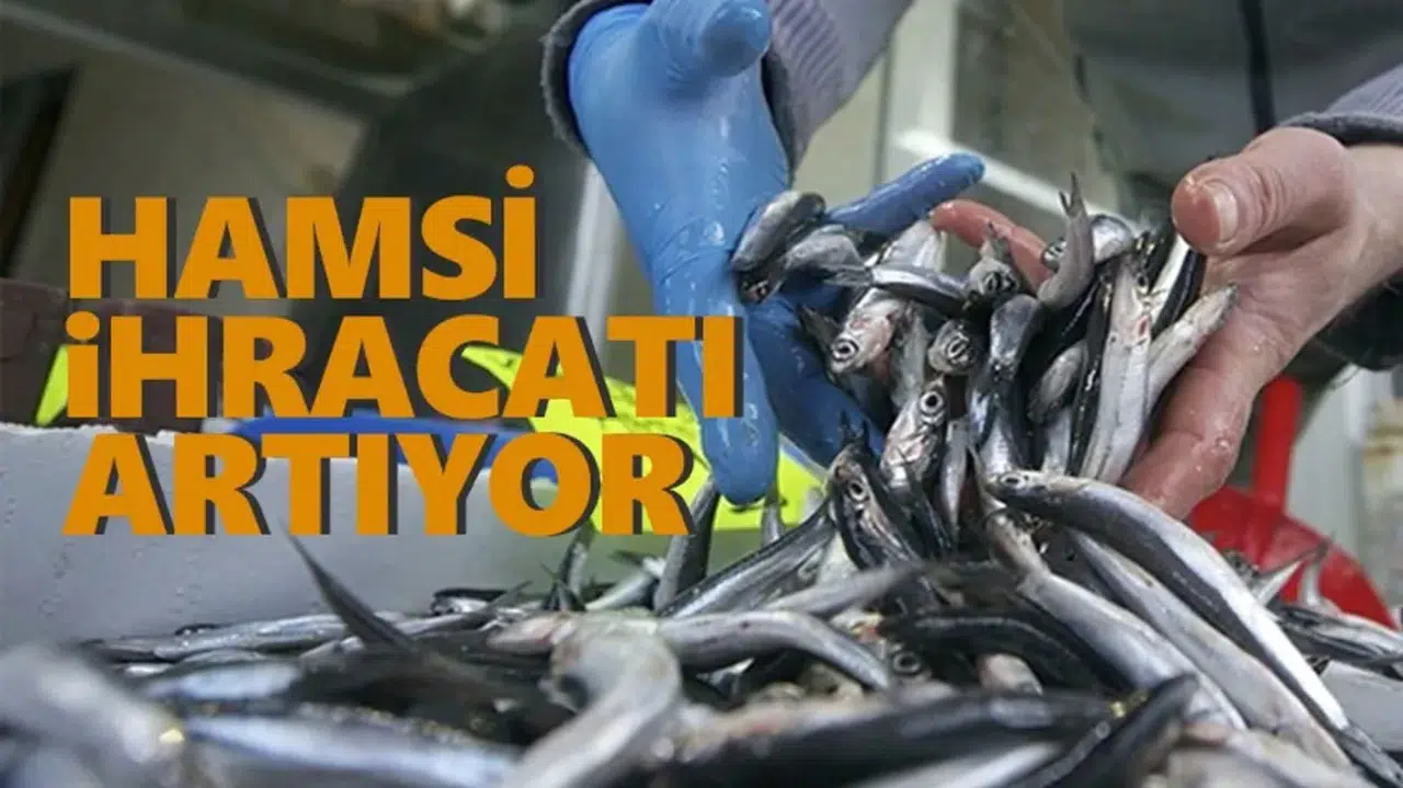 Hamsi ihracatı 2023'te yüzde 23 arttı