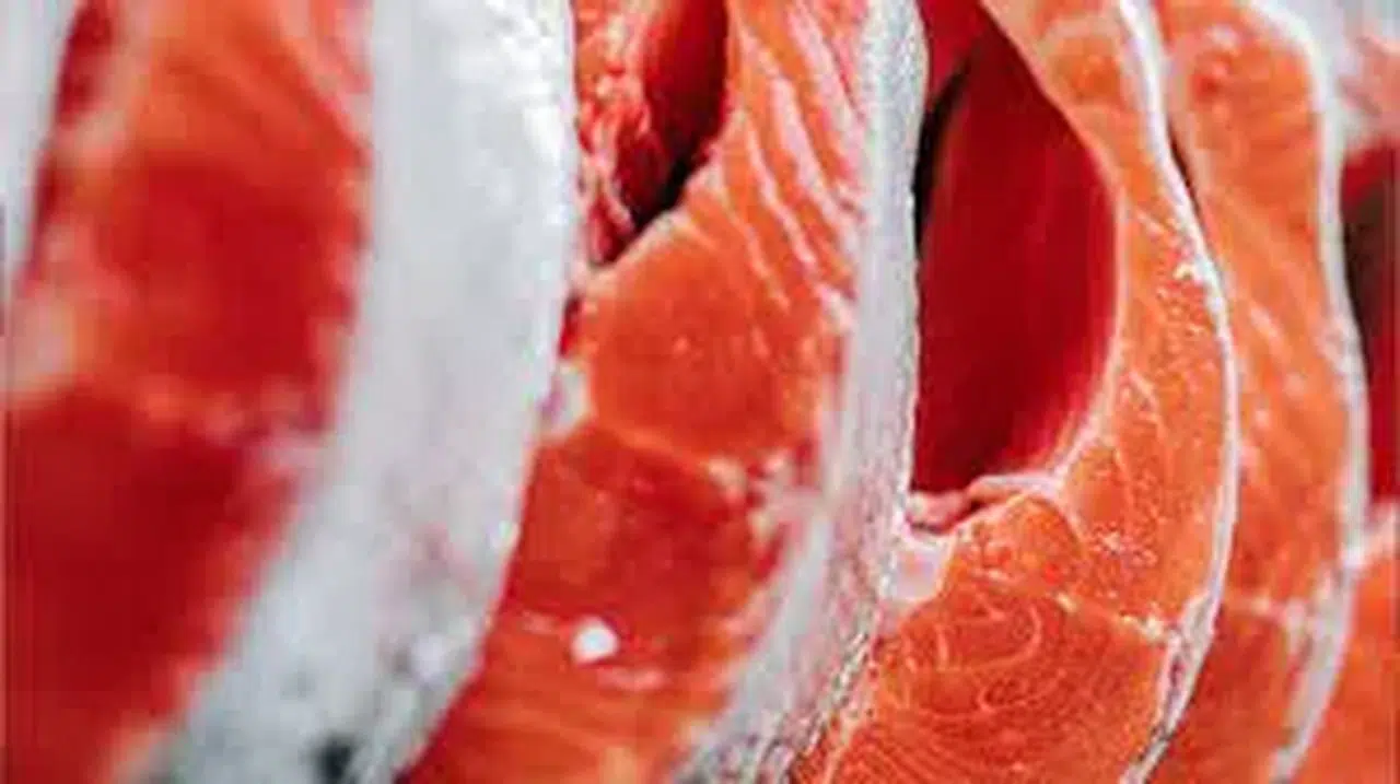 Trabzon'da Somon İşleme Atıklarından Jelatin Üretimi Yapılıyor