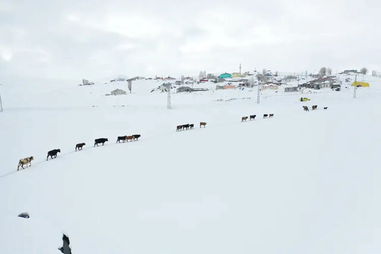 Karla kaplı Ağrı'da besiciler, hayvanlarının su ihtiyacını derede karşılıyor