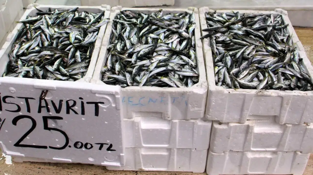 Karadeniz'de istavrit bolluğu yaşanıyor