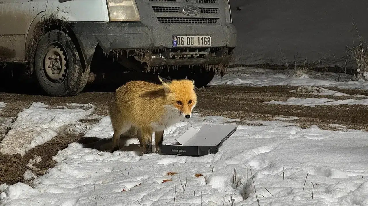 Bayburt'ta bir inşaat şantiyesinde bekçilik yapan adam, bir aydır tilkiyi besliyor