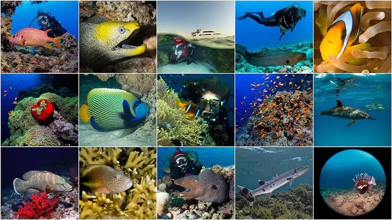 AA, Kızıldeniz'in derinliklerinde yaşayan balıkları görüntüledi