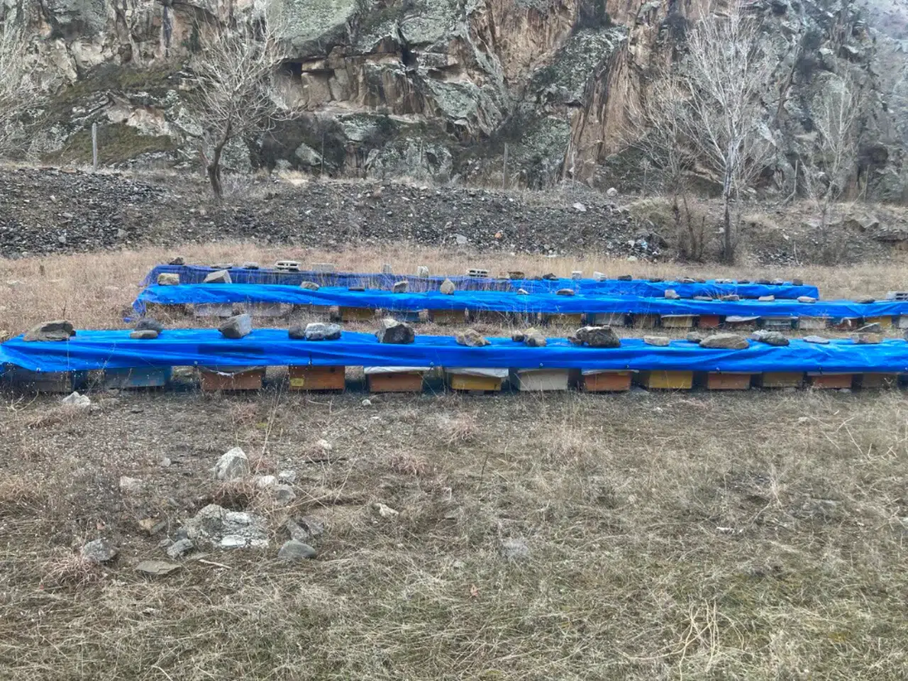 Erzurum'da prolin değeri 1058 çıkan "geven balı" tescil yolunda