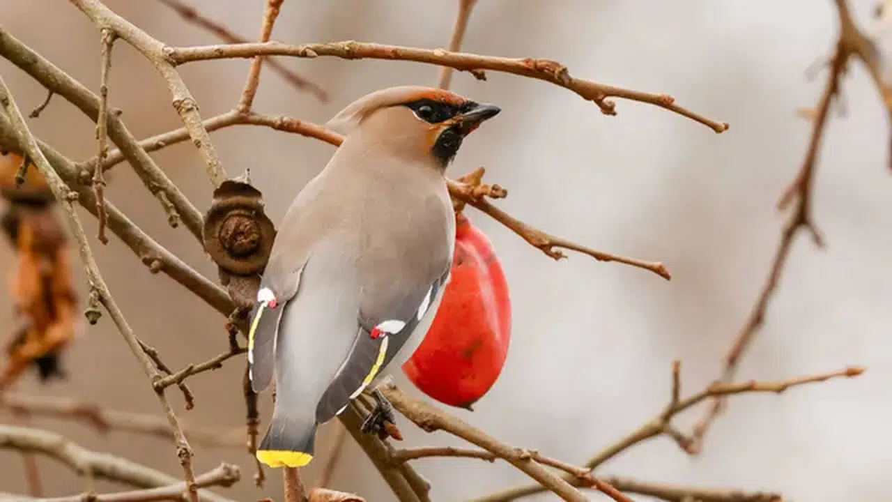 Doğu Karadeniz'de kuş gözlemcileri "ipekkuyruk" görüntüledi