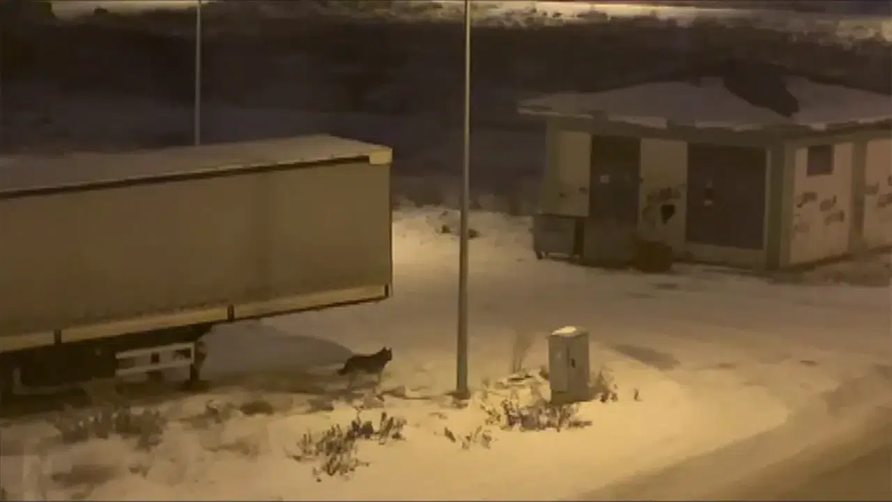 Erzurum'da yerleşim yerine inen kurt yiyecek ararken görüntülendi