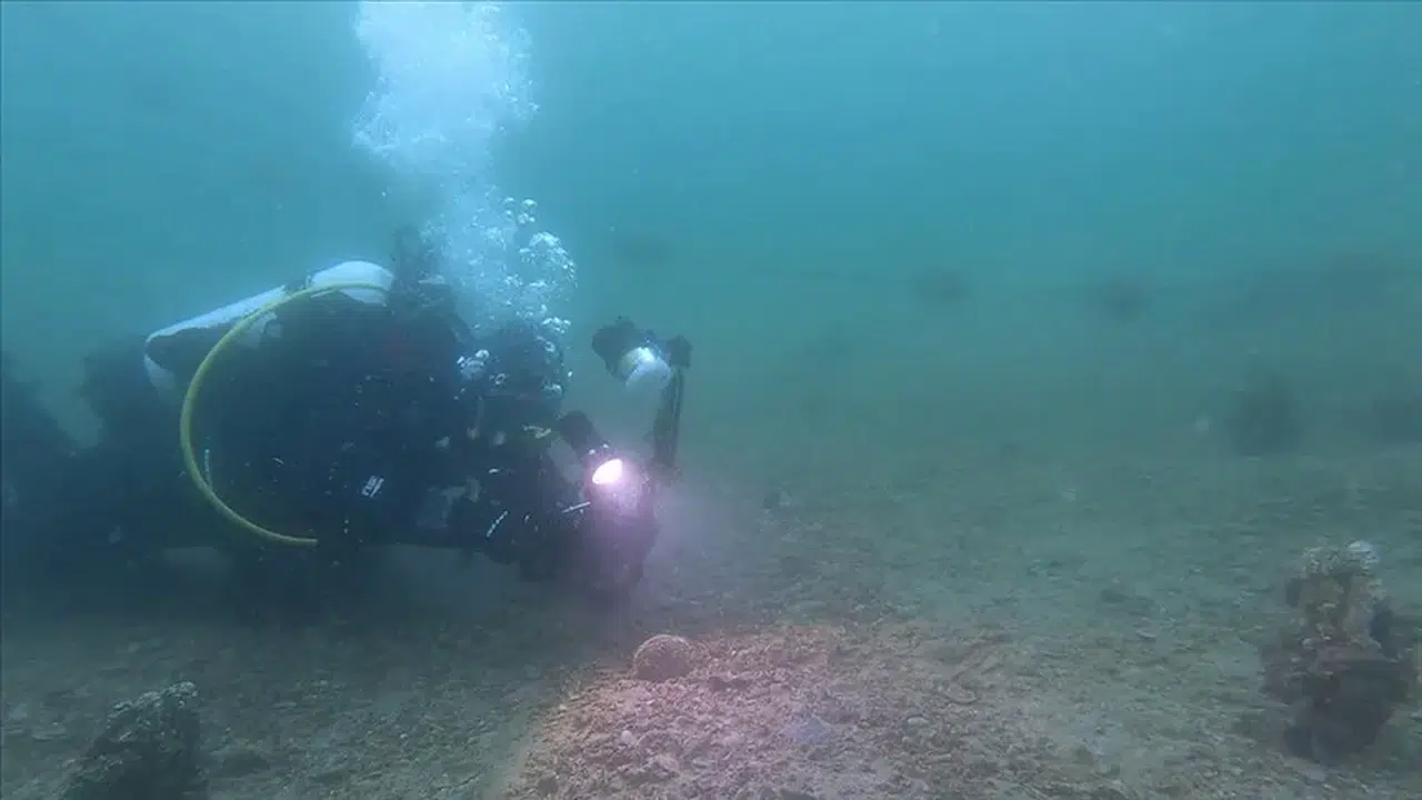 Erdek Körfezi'nde "denizlerin doğal filtresi" genç pinalara rastlandı