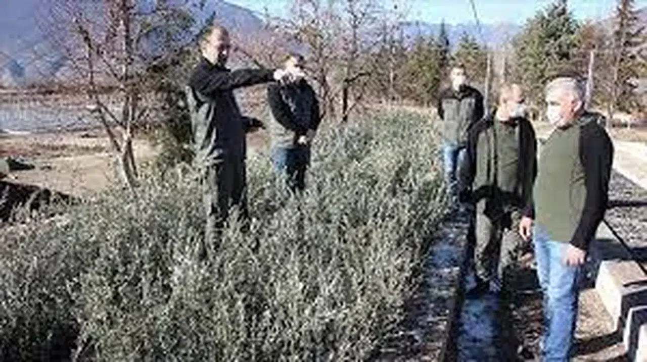 Yusufeli Zeytini: Artvin'de Mikroklima İkliminde Yetişen Üstün Lezzetli Zeytin