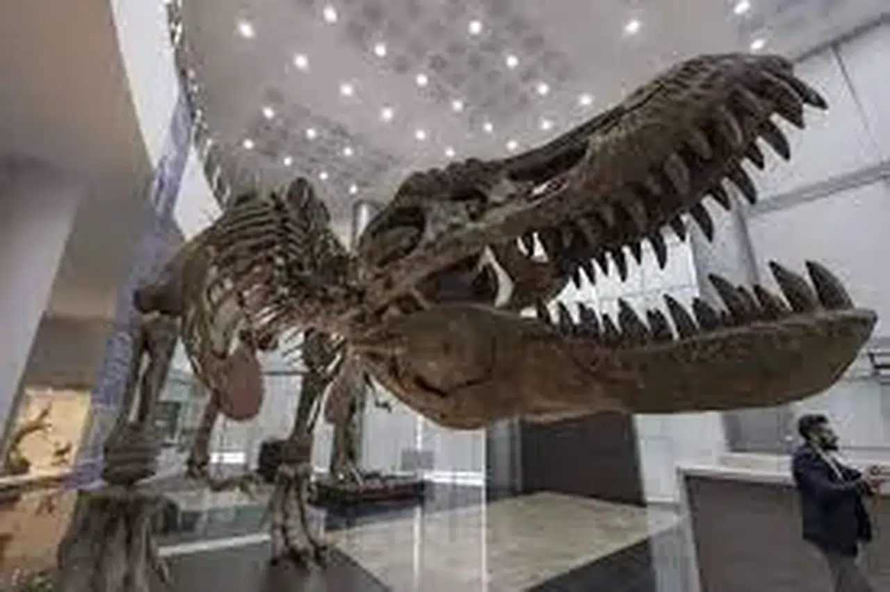 Erzurum Müzesi'nde Dev Mamut İskeleti Ziyaretçilerin Hayretini Topluyor