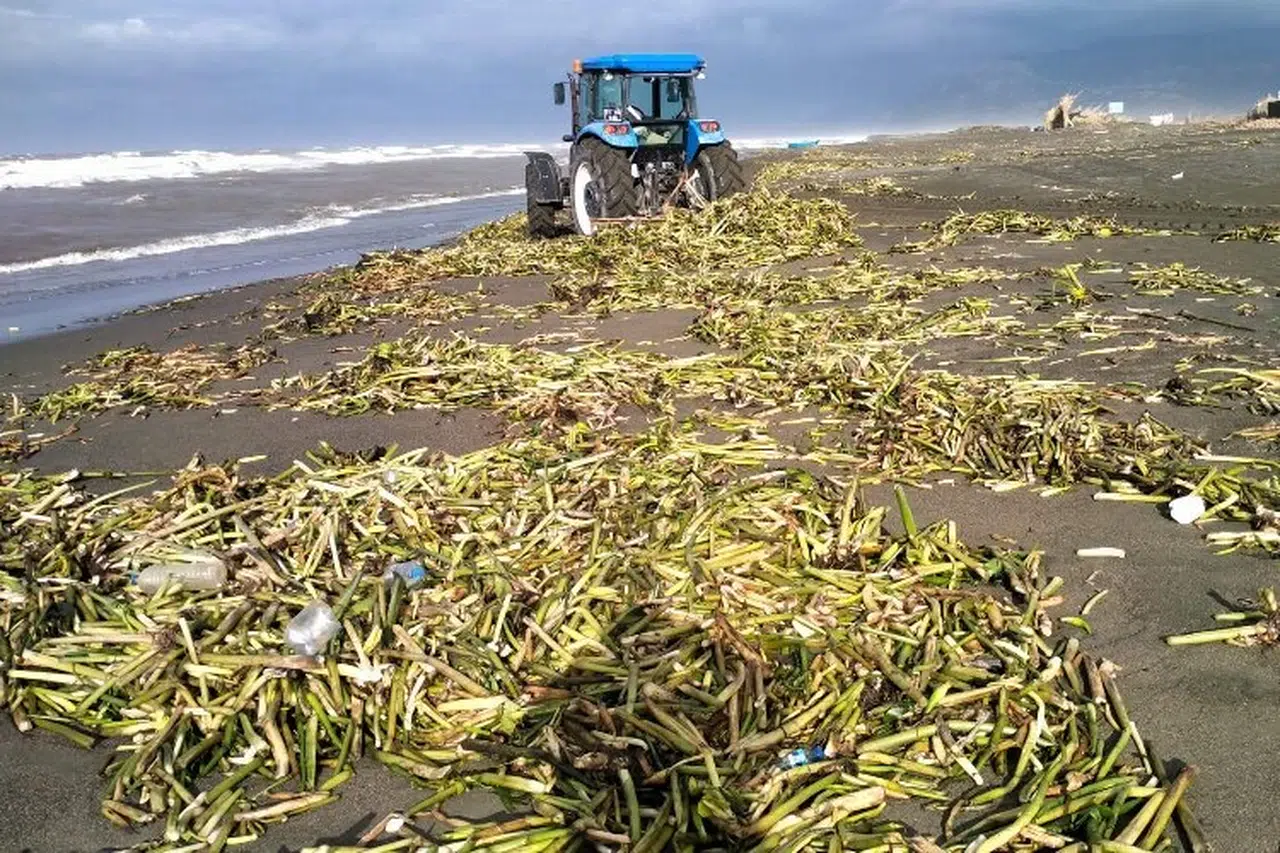Hatay'ın deniz ve sahilleri Büyükşehir'le temizleniyor