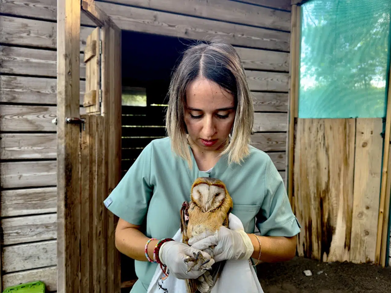 Samsun'da tedavi edilen peçeli baykuşlar doğaya bırakılıyor