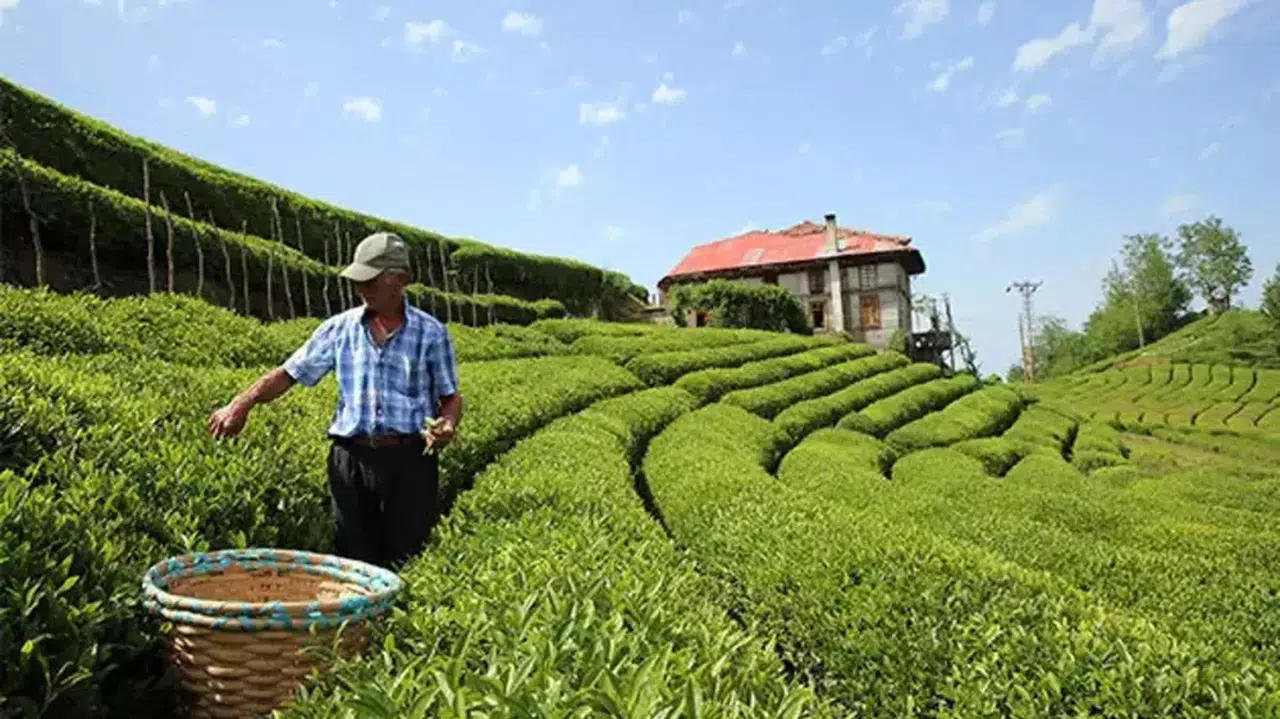 ÇAYKUR'da geri kalan sezonda 150 bin ton kuru çay üretildi