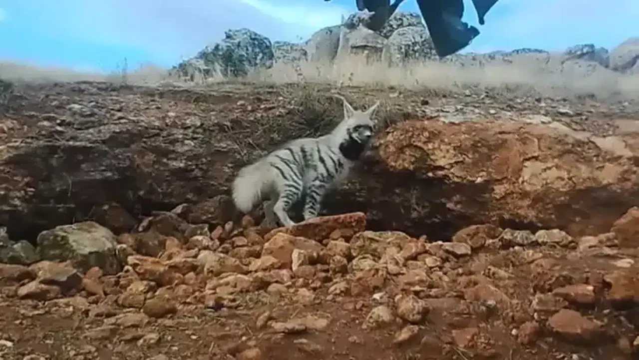Bakan Yumaklı'dan fotokapanın görüntülediği çizgili sırtlan paylaşımı