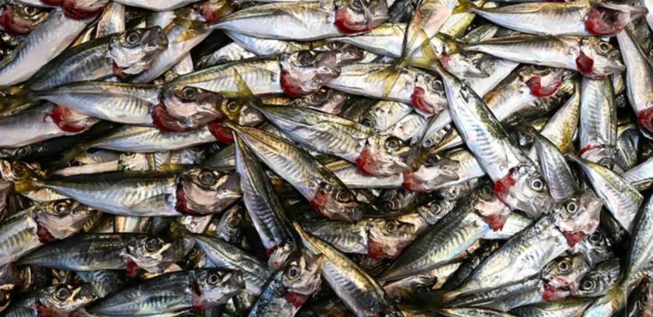 Trabzon'da istavritin 3 kilogramı 100 liradan satışa sunuluyor