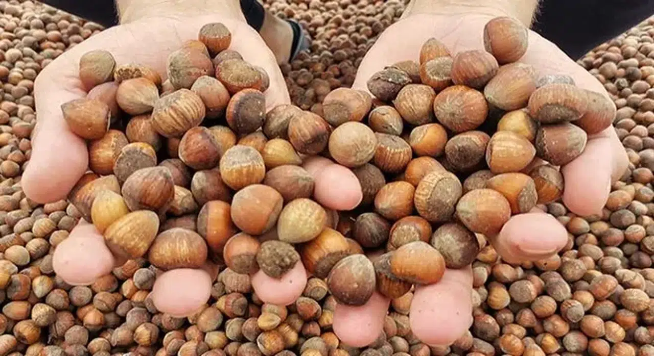 İklim krizi 'fındığı' da vurdu; rekoltede sert düşüş
