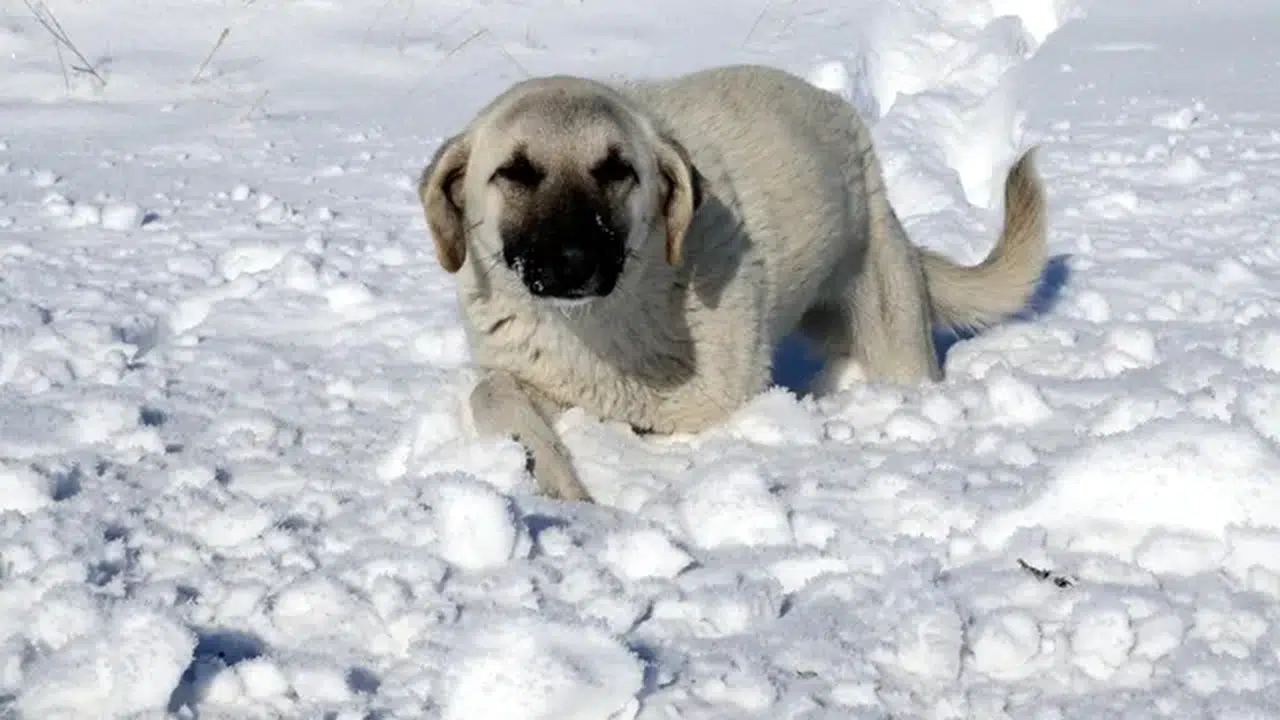 Doğu Anadolu'da akarsular dondu, çatılarda buz sarkıtları oluştu