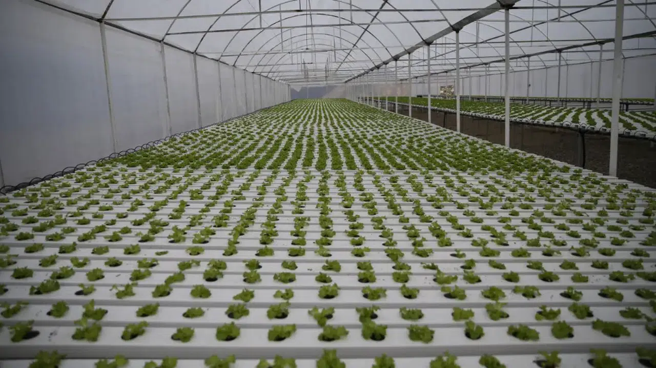 Rize'de topraksız tarımla marul üretimine başladılar