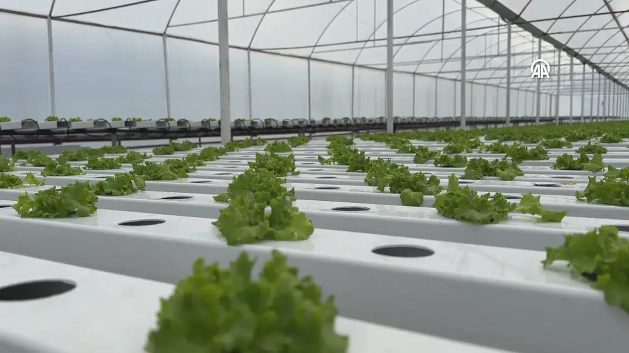 Rizeli iki arkadaş topraksız tarımla marul üretimine başladı