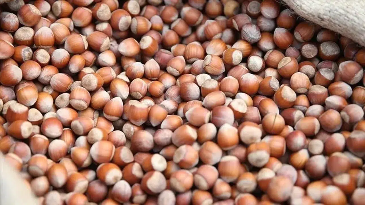 Trabzon'da fındık sektöründe ihracat kapasitesinin artırılması hedefleniyor