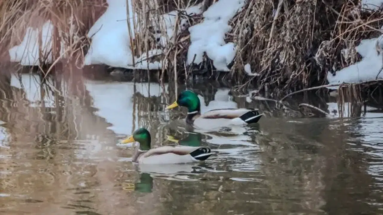 Karla kaplanan Erzurum, Ardahan, Kars ve Ağrı'da soğuk hava etkili
