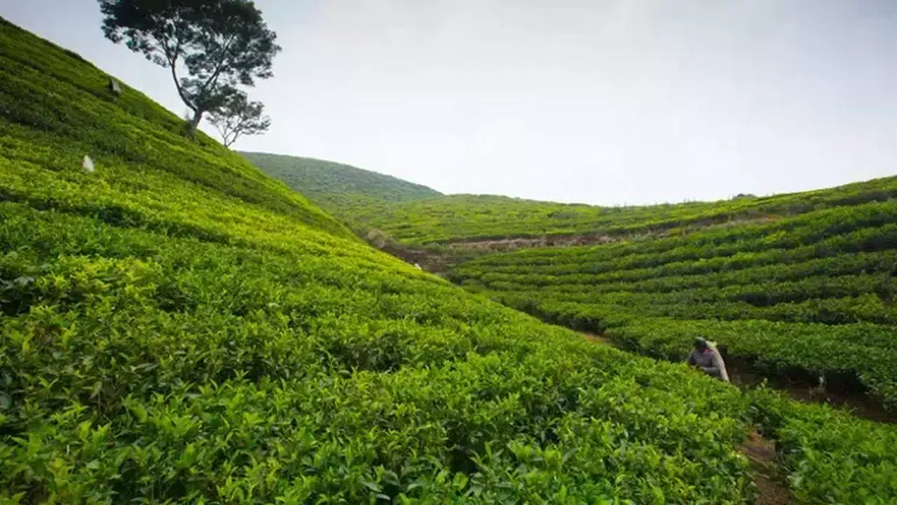 Rize'nin Neyi Meşhur? Rize'nin En Meşhur Yemekleri Ve Alınabilecek Hediyelikler