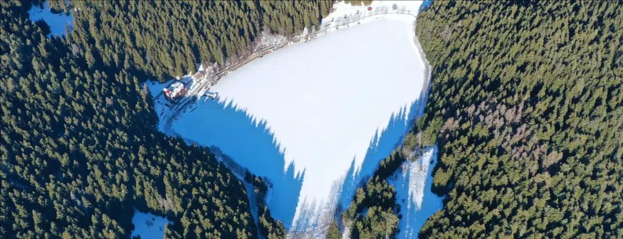 Artvin'de ladin ağaçlarının kurumasına neden olan sekiz dişli kabuk böceğiyle mücadele