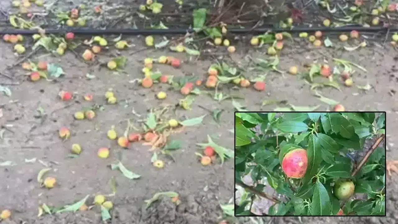 Mersin'de narenciyeye 'dolu' zararı