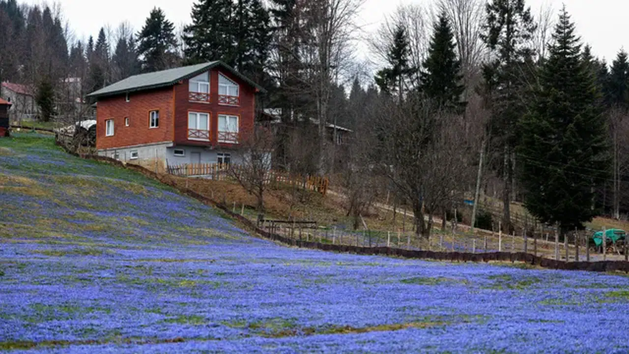 Kadıralak Yaylası'nda, 'mavi yıldız' zamanı; her yer mor