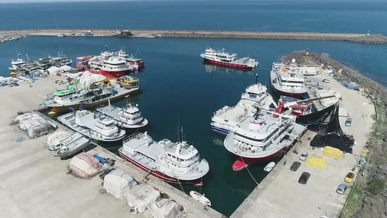 Trabzon'da sezonda yasal boy sınırı altında avlanan 20 ton hamsiye el konuldu