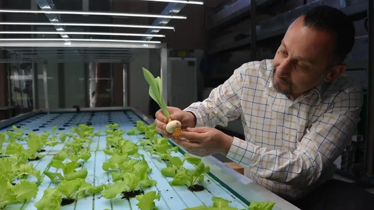 5 kıtadan bilim insanlarıyla 'Akuaponik' yöntemiyle yetiştiriciliği yaygınlaştırmak için çalışıyorlar