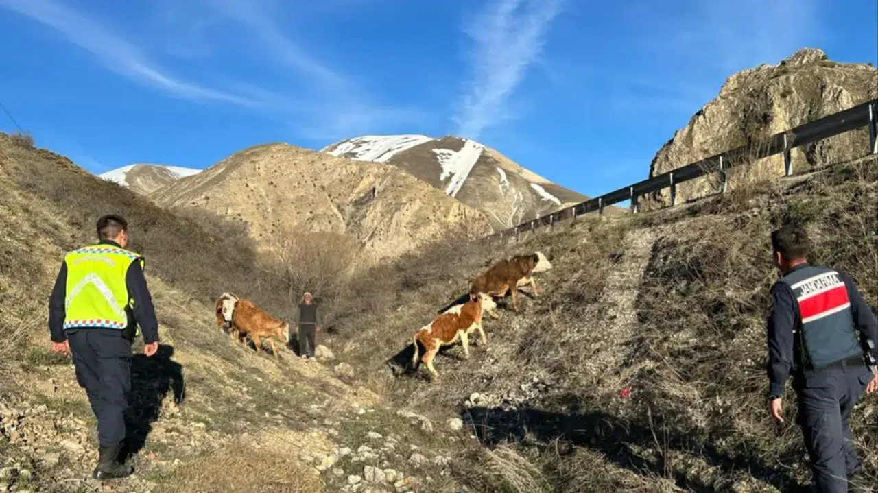 Bayburt'ta kaybolan 4 büyükbaş hayvanı jandarma buldu