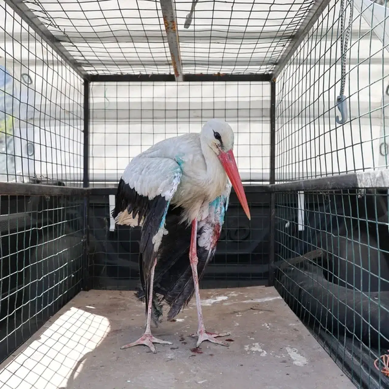 Artvin'de tedavi edilen leylek doğaya salındı