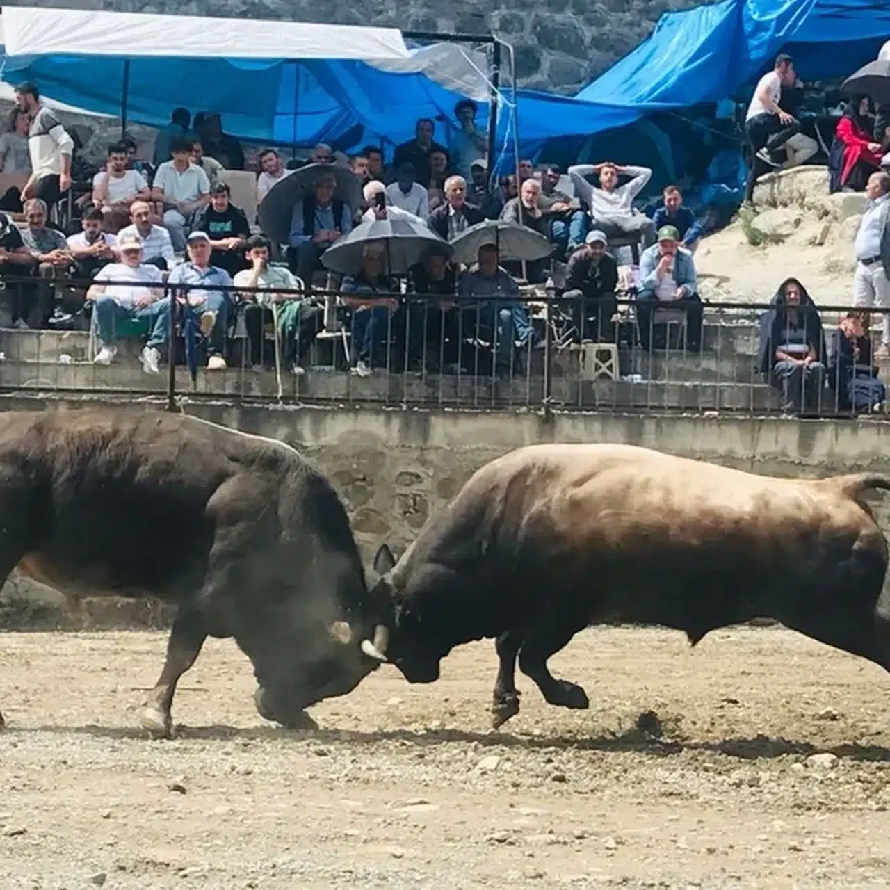 Artvin'de "Yusufeli Sarıgöl Geleneksel Boğa Güreşleri Festivali" başladı