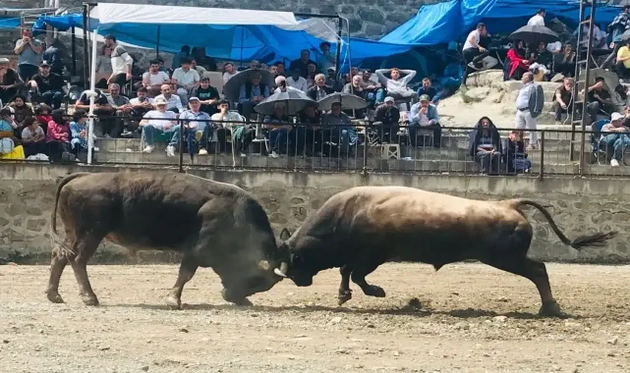 Artvin'de düzenlenen "Yusufeli Sarıgöl Geleneksel Boğa Güreşleri Festivali" sona erdi