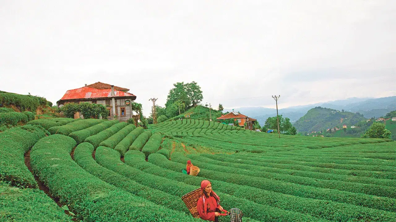 Türkiye'nin çay ihracatı ilk çeyrekte 8,5 milyon dolar oldu