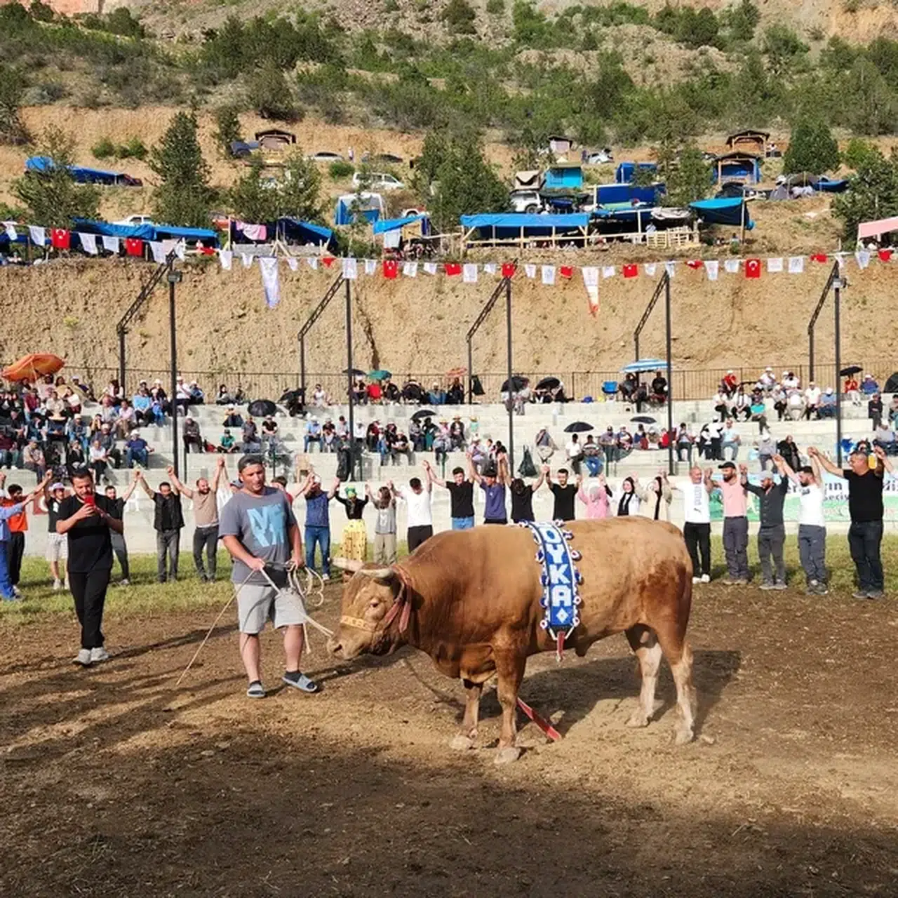 Artvin'de "Yusufeli Derekapı Geleneksel Boğa Güreşleri Festivali" başladı