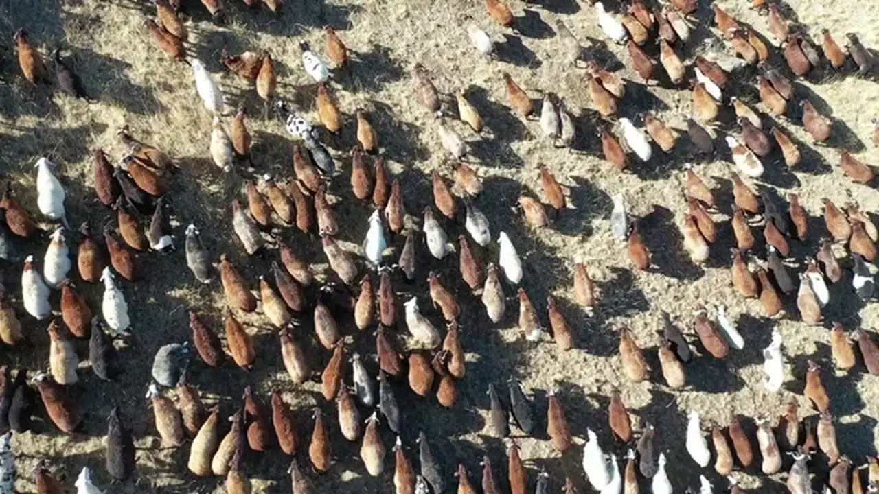 Erzurum, hayvan varlığında Türkiye'de 3'üncü sıraya geriledi