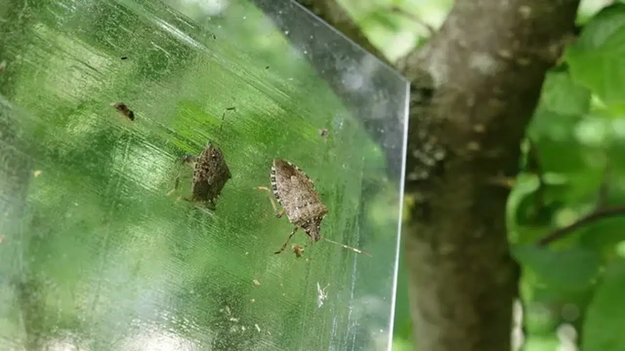 Fındığın kabusu kokarcaya karşı 'yapışkanlı tuzaklar' devrede