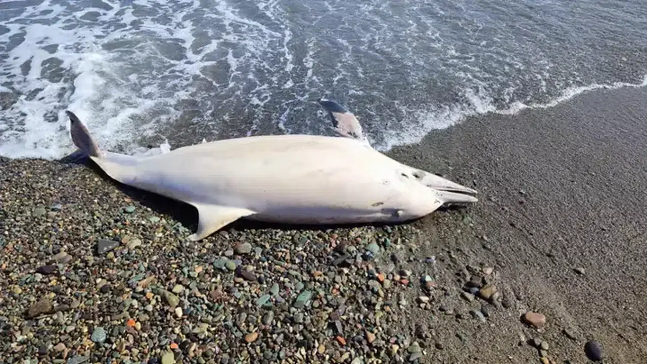 Trabzon'da sahilde ölü yunus bulundu