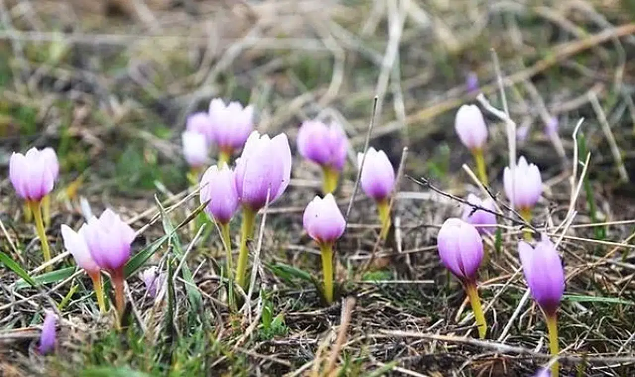 Erzurum'da baharın müjdecisi kardelenler açmaya başladı