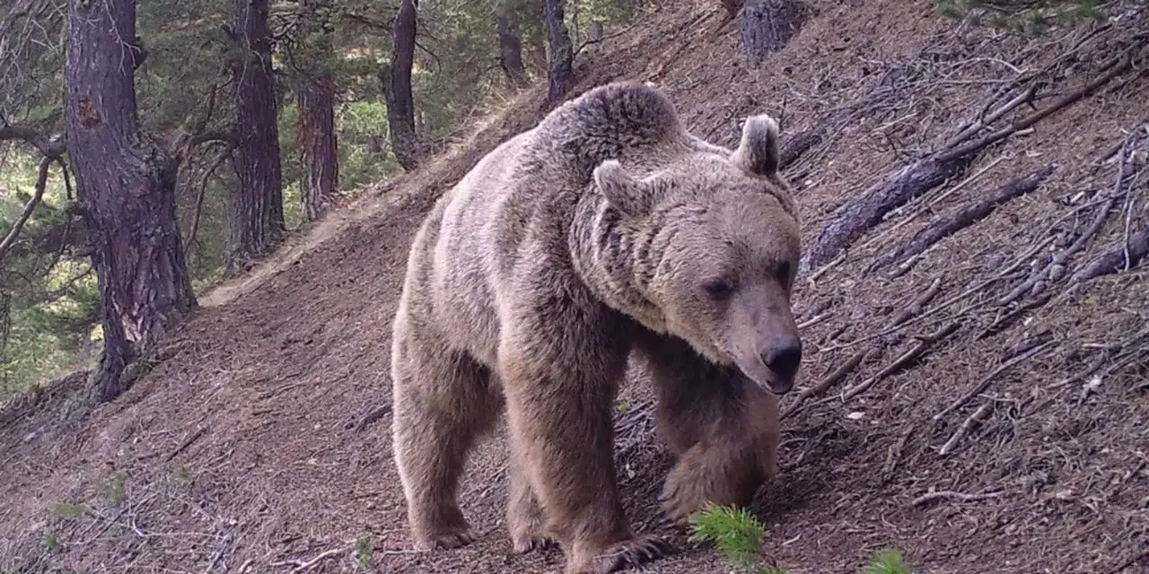 Artvin'de ayılar 5 yayla evine zarar verdi