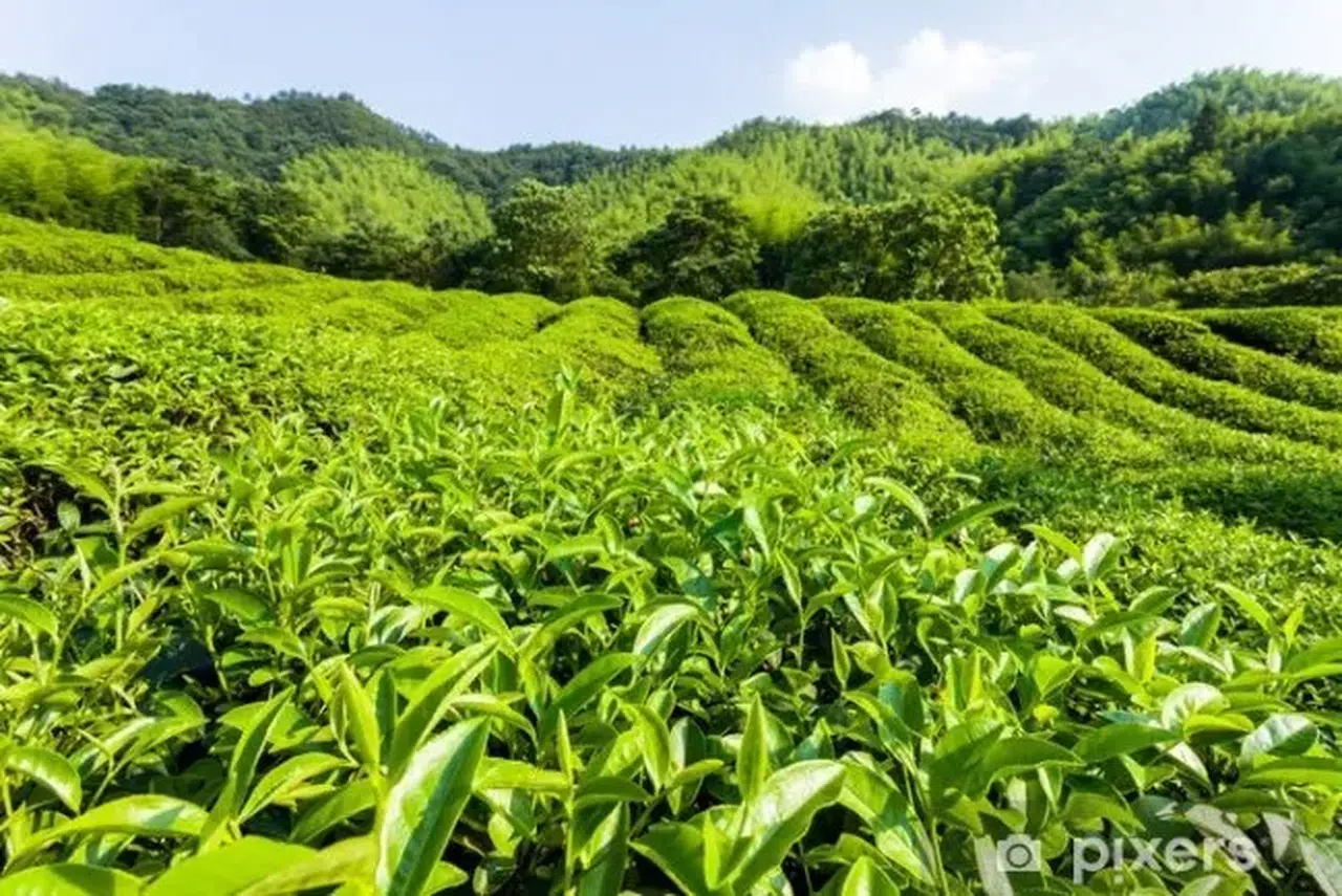 YAŞ ÇAY TABAN FİYAT MEMNUN ETMEDİ