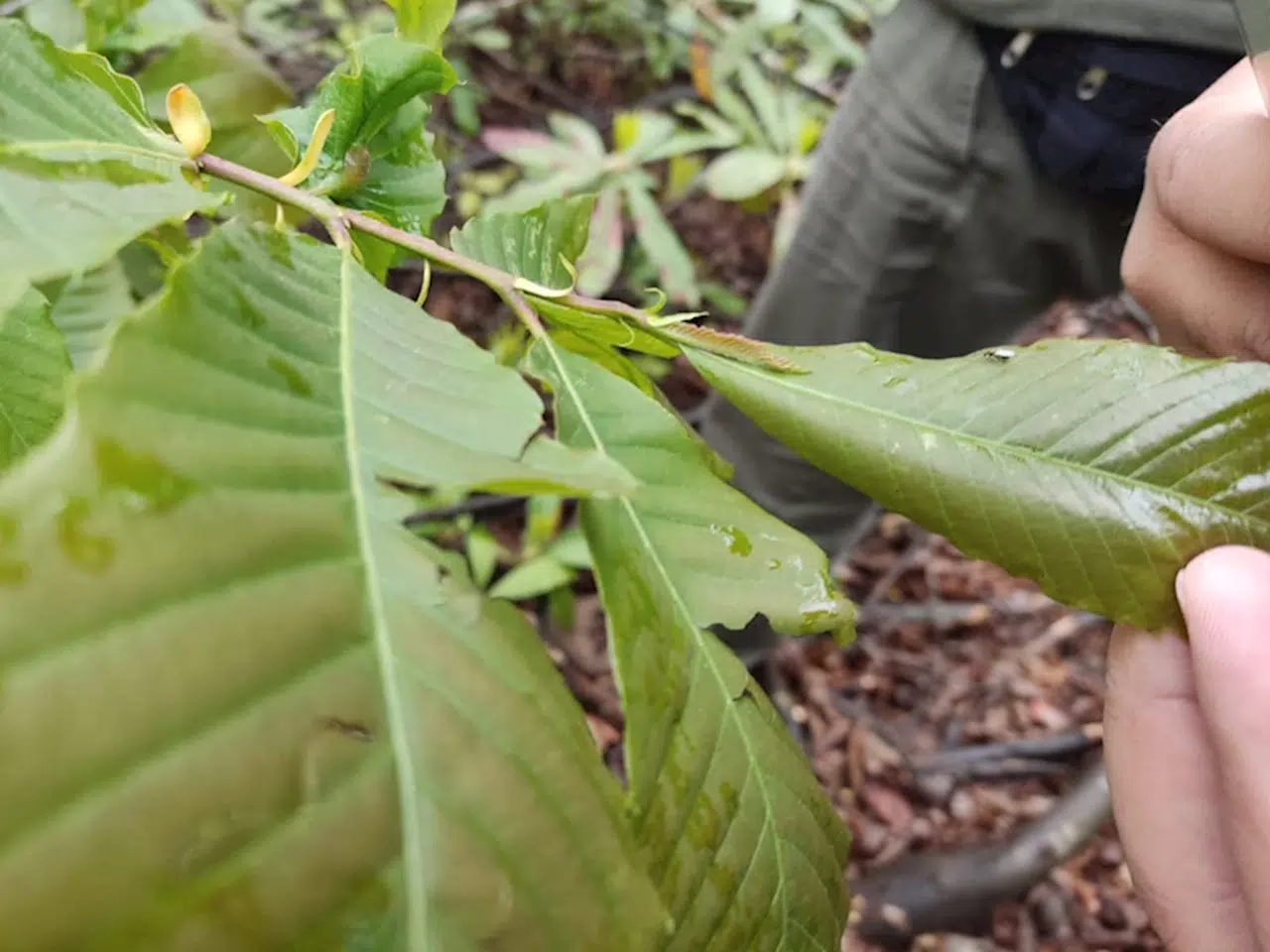 Salıpazarı'nda "gal arısına" karşı mücadele başlatıldı