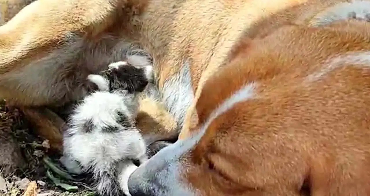 'Prenses' adlı köpek, terk edilen yavru kediyi emziriyor